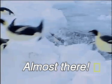 New Gif Post GIF - Almost There Penguin Fail GIFs