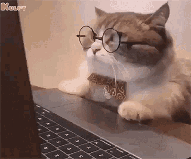 Work From Home Cat GIF - Work From Home Cat Job GIFs