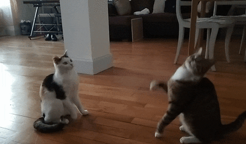 two cats are playing with each other on a wood floor