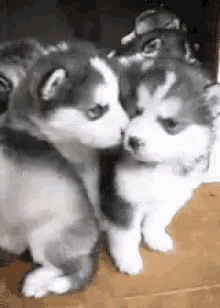 Puppys Its Ok GIF - Puppys Its Ok Its Going To Be Allight GIFs