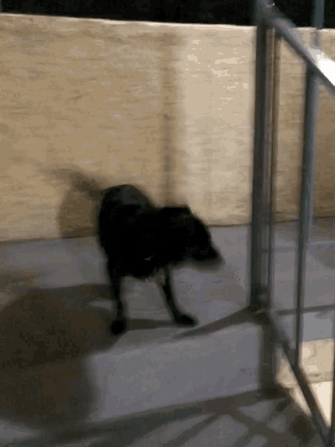 a blurry picture of a black dog walking on a concrete floor