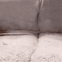 a cat and a dog are playing on a couch .