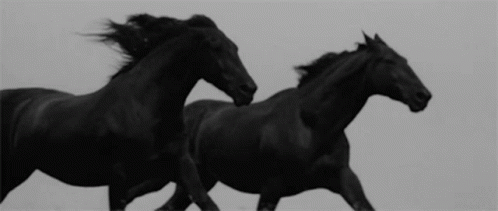 Black Horses Gallop GIF - Black Horses Gallop Dört Nal GIFs