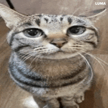 a cat is looking up at the camera while sitting on the floor .