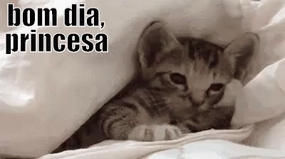 Bom Dia Princesa / Gatinho / Cama / Acenando / Oi / Paquera / GIF - Cat Bed Good Morning Princess GIFs