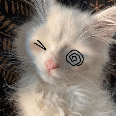 Cat Kitty GIF
