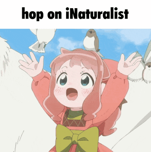 a picture of a girl with birds on her head and the words hop on inaturalist
