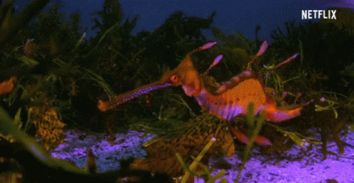 Sea Horse Underwater GIF - Sea Horse Underwater Reef GIFs