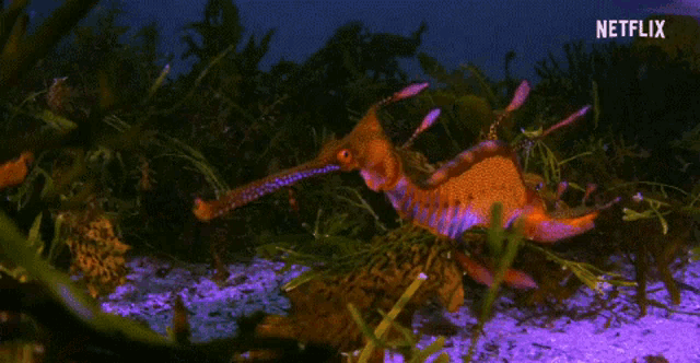 a seahorse with a long beak is swimming in a tank with netflix written on the bottom