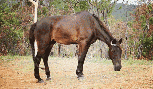 a brown horse standing in a dirt field eating grass