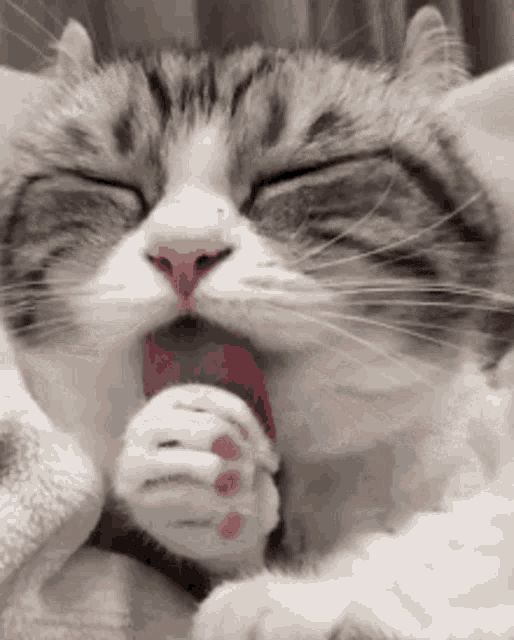 a cat is licking its paws with its tongue out while sleeping on a bed .