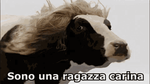 a cow with a wig on its head and the words sono una ragazza carina .