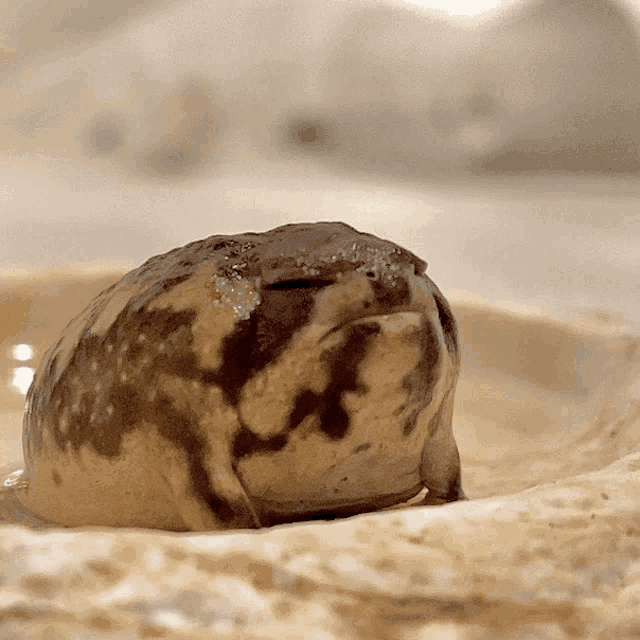 a close up of a frog in a bowl
