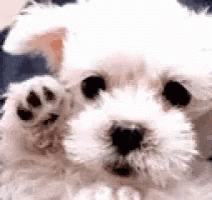 Cute Dog GIF - Cute Dog Puppy GIFs