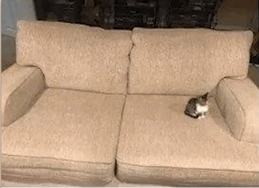 Lil Boy Cat Meme - Lil boy Cat - Discover & Share GIFs