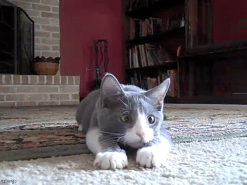 Did You See That, Man? GIF - Did You See That What Cat GIFs