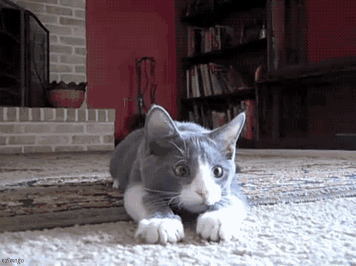 a gray and white cat is laying on a carpet in front of a fireplace