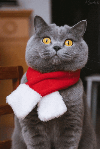 a gray cat with yellow eyes wearing a red and white scarf
