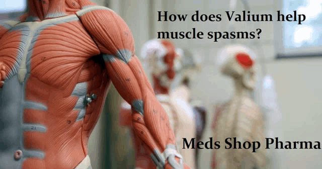 a model of a human torso with the words how does valium help muscle spasms meds shop pharma