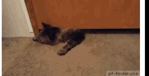 a cat laying on the floor next to a door .