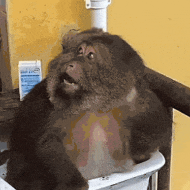 a monkey is sitting in a toilet with a bottle of hand sanitizer behind it