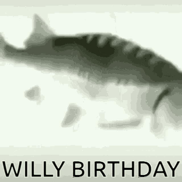 Willy Burgatley GIF - Willy Burgatley Burgatley Fish GIFs
