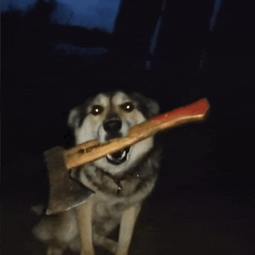 a dog is holding a large axe in its mouth with a red handle