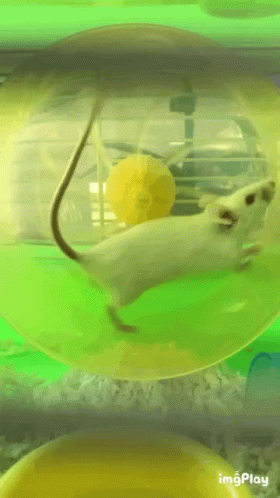 Mouse Running Late GIF - Mouse Running Late Cute GIFs