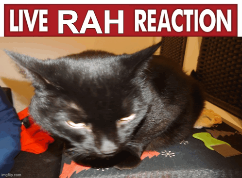 Cat Reaction GIF - Cat Reaction Live Reaction GIFs