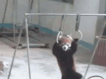 a red panda is hanging upside down on a metal bar .