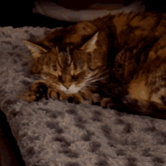 a cat is laying on a gray blanket with its eyes closed