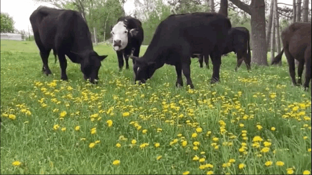 a herd of black cows grazing in a field of yellow dandelions