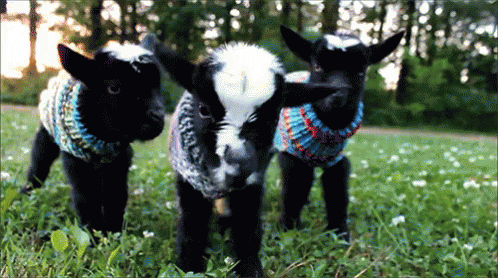 Goat Animal GIF - Goat Animal Animals GIFs