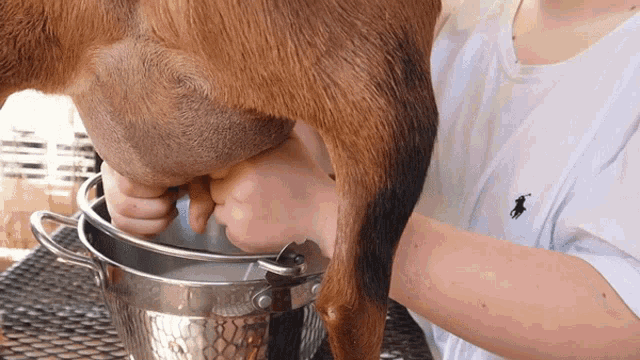 Milking Weed Em And Reap GIF - Milking Weed Em And Reap Getting Milk GIFs
