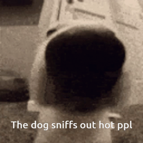 The Dog Sniffs Out Hot Ppl GIF - The Dog Sniffs Out Hot Ppl GIFs