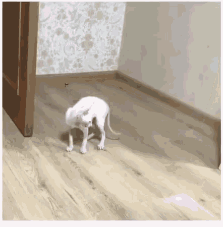 Omg Cat GIF - Omg Cat Hide GIFs