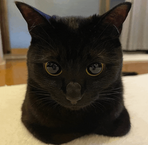 a close up of a black cat laying down on a white blanket