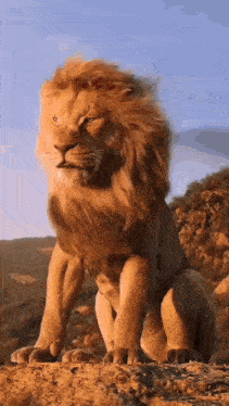 a lion is sitting on top of a rocky hillside .