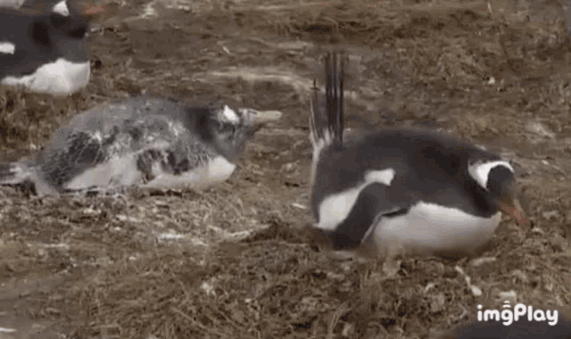 a group of penguins are standing on top of a pile of straw .