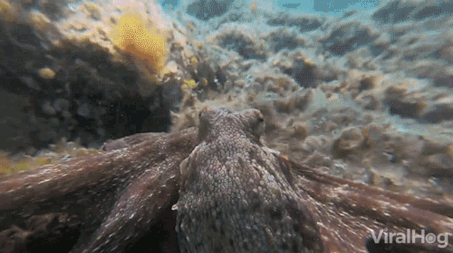 Octopus Moving Viralhog GIF