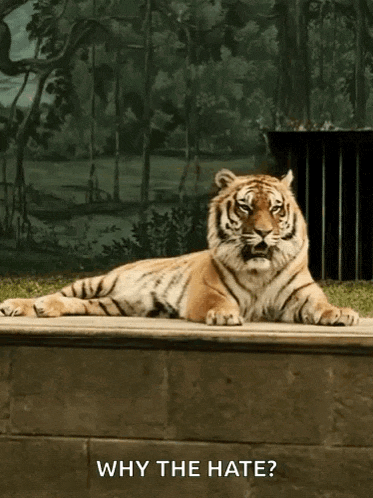 a tiger laying down with the words why the hate written below it
