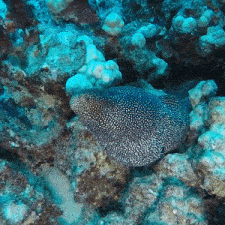 a fish is swimming on a coral reef in the water