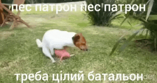 a dog is playing with a toy in the grass with a caption in a foreign language .