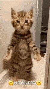 a kitten is standing on its hind legs .