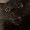 a close up of a black cat 's face with sharp teeth .