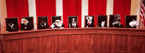Dog Court Now In Session - Last Week Tonight GIF - Last Week Tonight Dog Court Dogs GIFs