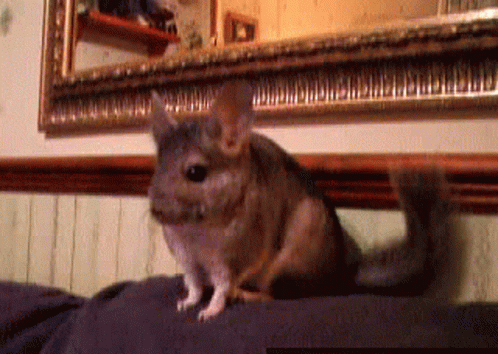 Rat Attentive GIF - Rat Attentive Whats That GIFs