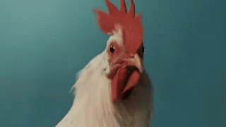 Chicken Shocked GIF