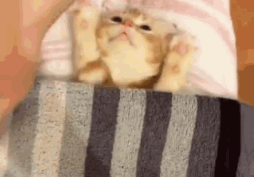 Kitten Ready_for_bed GIF - Kitten Ready_for_bed GIFs