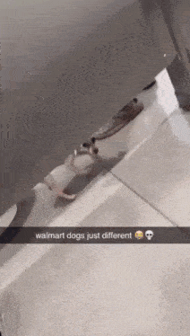a snapchat of a dog in a walmart bathroom stall
